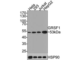 GRSF1 Antibody (JE65-34), Novus Biologicals 100 &mu;L; Unconjugated:Antibodies,