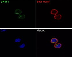 GRSF1 Antibody (JE65-34), Novus Biologicals 100 &mu;L; Unconjugated:Antibodies,