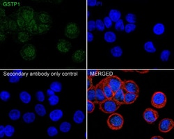 Glutathione S-Transferase pi 1/GSTP1 Antibody (11D5-R), Novus Biologicals