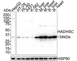 HADH Antibody (D10-E7-R), Novus Biologicals 100 &mu;L; Unconjugated:Antibodies,