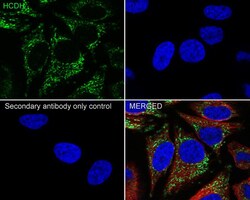 HADH Antibody (D10-E7-R), Novus Biologicals 100 &mu;L; Unconjugated:Antibodies,