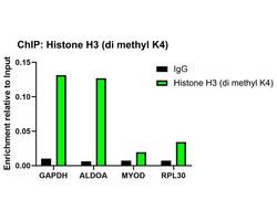 Histone H3 [Dimethyl Lys4] Antibody (JE00-98), Novus Biologicals 100 &mu;L;