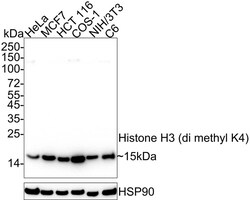 Histone H3 [Dimethyl Lys4] Antibody (JE00-98), Novus Biologicals 100 &mu;L;