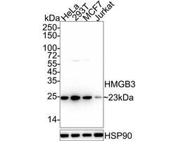 HMGB3/HMG4 Antibody (JE63-39), Novus Biologicals 100 &mu;L; Unconjugated:Antibodies,