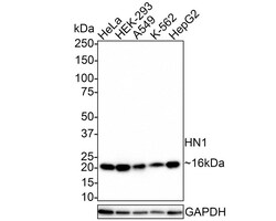 HN1 Antibody (JE55-74), Novus Biologicals 100 &mu;L; Unconjugated:Anticorps,