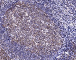 HN1 Antibody (JE55-74), Novus Biologicals 100 &mu;L; Unconjugated:Anticorps,