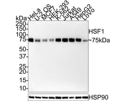 HSF1 Antibody (JE44-79), Novus Biologicals 100 &mu;L; Unconjugated:Antibodies,