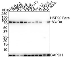 HSP90 beta Antibody (2-1-G3-R), Novus Biologicals 100 &mu;L | Buy Online | Novus Biologicals | Fisher Scientific