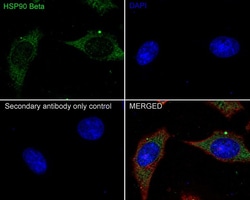 HSP90 beta Antibody (2-1-G3-R), Novus Biologicals 100 &mu;L | Buy Online | Novus Biologicals | Fisher Scientific