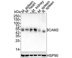 ICAM-2/CD102 Antibody (JE63-28), Novus Biologicals 100 &mu;L; Unconjugated:Antibodies,