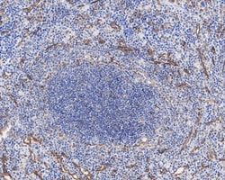 ICAM-2/CD102 Antibody (JE63-28), Novus Biologicals 100 &mu;L; Unconjugated:Antibodies,