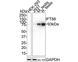 IFT88 Antibody (JE64-77), Novus Biologicals 100 &mu;L; Unconjugated:Antibodies,