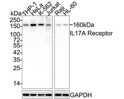 IL-17RA/IL-17R Antibody (JE35-89), Novus Biologicals 100 &mu;L; Unconjugated:Antibodies,