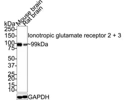 GluR2/3 Antibody (JE33-28), Novus Biologicals 100 &mu;L; Unconjugated:Antibodies,