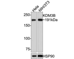 JMJD1B Antibody (1A8), Novus Biologicals 100 &mu;L; Unconjugated:Antibodies,
