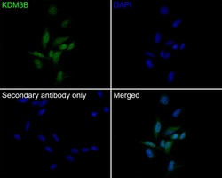 JMJD1B Antibody (1A8), Novus Biologicals 100 &mu;L; Unconjugated:Antibodies,
