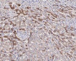 Plasma Kallikrein/KLKB1 Antibody (JE31-29), Novus Biologicals 100 &mu;L;