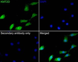KMT2D Antibody, Novus Biologicals 100 &mu;L; Unconjugated:Antibodies, Polyclonal