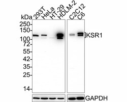 KSR1 Antibody (JE57-75), Novus Biologicals 100 &mu;L; Unconjugated:Antibodies,