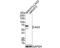 LAG-3 Antibody (PSH0-43), Novus Biologicals 100 &mu;L | Buy Online | Novus Biologicals | Fisher Scientific