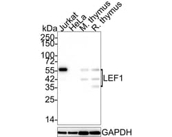 LEF1 Antibody (JE52-28), Novus Biologicals 100 &mu;L; Unconjugated:Antibodies,