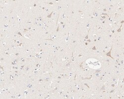 Lunapark Antibody (11-1-R), Novus Biologicals 100 &mu;L; Unconjugated:Antibodies,