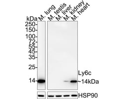 Ly-6C Antibody (PSH04-51), Novus Biologicals 100 &mu;L; Unconjugated:Antibodies,
