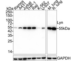 Lyn Antibody (JE44-75), Novus Biologicals 100 &mu;L; Unconjugated:Anticorps,