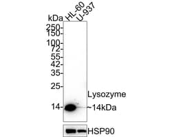 Lysozyme Antibody (A5A8-R), Novus Biologicals 100 &mu;L; Unconjugated:Antibodies,