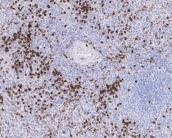 Lysozyme Antibody (A5A8-R), Novus Biologicals 100 &mu;L; Unconjugated:Antibodies,