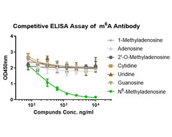 N6-methyladenosine (m6A) Antibody (1G1), Novus Biologicals 100 &mu;L | Buy Online | Novus Biologicals | Fisher Scientific