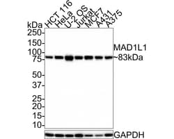 MAD1L1/MAD1 Antibody (JE35-54), Novus Biologicals 100 &mu;L; Unconjugated:Antibodies,
