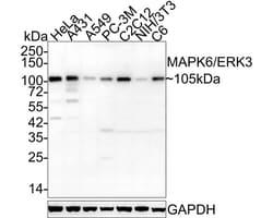 ERK3/MAPK6 Antibody (PSH03-39), Novus Biologicals 100 &mu;L; Unconjugated:Anticorps,