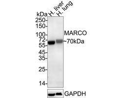 MARCO Antibody (PSH04-31), Novus Biologicals 100 &mu;L; Unconjugated:Antibodies,