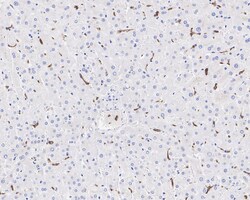 MARCO Antibody (PSH04-31), Novus Biologicals 100 &mu;L; Unconjugated:Antibodies,
