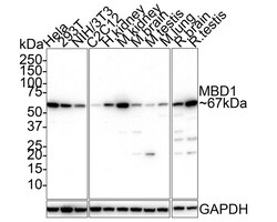 MBD1 Antibody (PSH01-78), Novus Biologicals 100 &mu;L; Unconjugated:Antibodies,