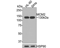 MCM2 Antibody (PD00-90), Novus Biologicals 100 &mu;L; Unconjugated:Anticorps,