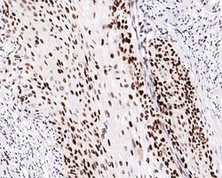 MCM2 Antibody (PD00-90), Novus Biologicals 100 &mu;L; Unconjugated:Anticorps,