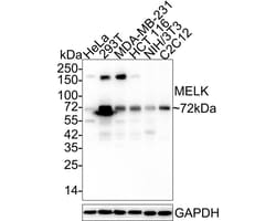 MELK Antibody (PSH03-55), Novus Biologicals 100 &mu;L; Unconjugated:Antibodies,