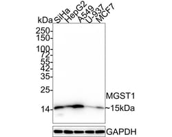 Microsomal Glutathione S-transferase 1 Antibody (14H2-R), Novus Biologicals