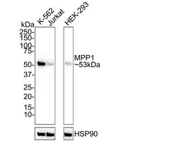 MPP1 Antibody (PSH02-69), Novus Biologicals 100 &mu;L; Unconjugated:Anticuerpos