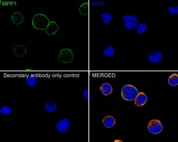 MPP1 Antibody (PSH02-69), Novus Biologicals 100 &mu;L; Unconjugated:Anticuerpos