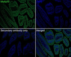 MS4A10 Antibody (PSH0-71), Novus Biologicals 100 &mu;L; Unconjugated:Antibodies,