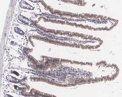MS4A10 Antibody (PSH0-71), Novus Biologicals 100 &mu;L; Unconjugated:Antibodies,