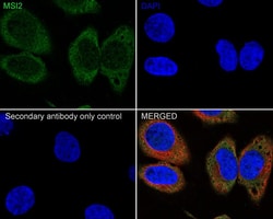 Musashi-2 Antibody (PSH01-17), Novus Biologicals 100 &mu;L; Unconjugated:Antibodies,