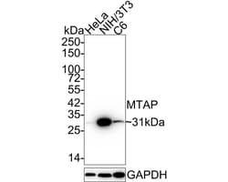 MTAP Antibody (JE63-74), Novus Biologicals 100 &mu;L; Unconjugated:Antibodies,