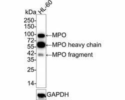 Myeloperoxidase/MPO Antibody (A1F2-R), Novus Biologicals&trade;