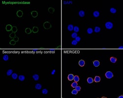 Myeloperoxidase/MPO Antibody (A1F2-R), Novus Biologicals 100 &mu;L; Unconjugated:Antibodies,