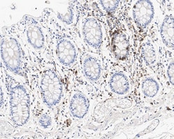 Myeloperoxidase/MPO Antibody (A1F2-R), Novus Biologicals 100 &mu;L; Unconjugated:Antibodies,