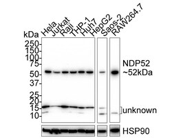 NDP52 Antibody (PSH02-33), Novus Biologicals 100 &mu;L; Unconjugated:Antibodies,